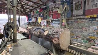 sawing a nice white spruce log # 538