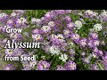 How to Grow Alyssum from Seed | An Easy Planting Guide