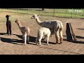 Local Ventura County livestock soak up attention from visitors