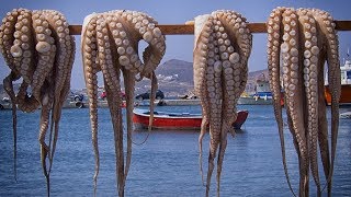 Octopus Catching and Octopus Processing Techniques