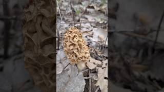Morel Mushrooms Everywhere