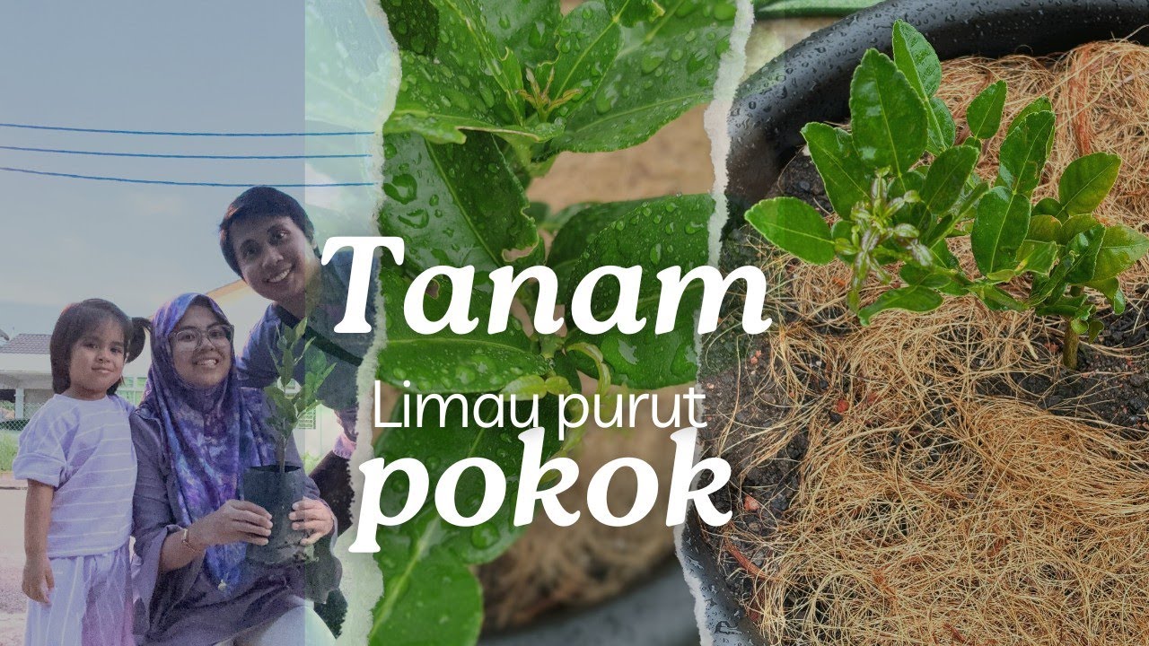 CARA TANAM POKOK LIMAU PURUT ✨ cepat betul tumbuh tunas baru