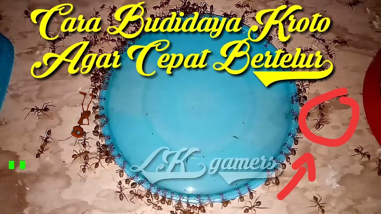 BUDIDAYA KROTO - Cara Budidaya Kroto Agar Cepat Bertelur 