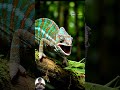You've never seen a chameleon hunt with its tongue like this! Watch until the end! 🦎#wildlife