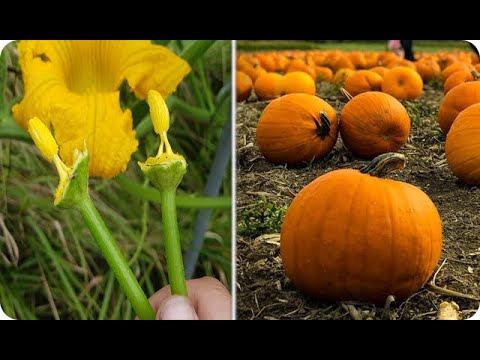 Video: Protección contra plagas y heladas del calabacín: cómo proteger las plantas de calabacín