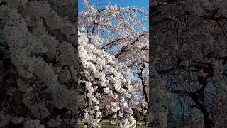 【※No sound】Kamigamo-Jinja Shrine【Kyoto Travel Guide】 #Shorts