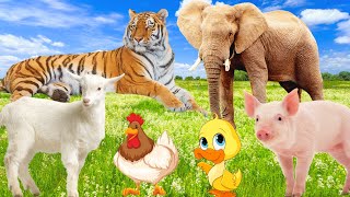 Cute little animals - Duck, Chicken, Pig, Goat - Familiar animals