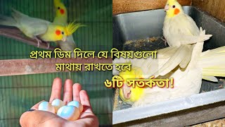 ককাটেল পাখি প্রথম ডিম দিলে ৬টি গুরুত্বপূর্ণ সর্তকতা / যত্ন পরির্চযা, খাবারের রুটিন ও করণীয় A to Z
