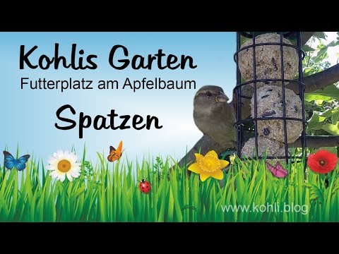 Spatzen an der Futterstelle am Apfelbaum