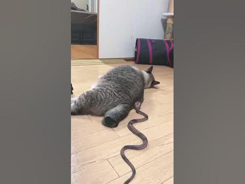 Здивований кіт - YouTube
