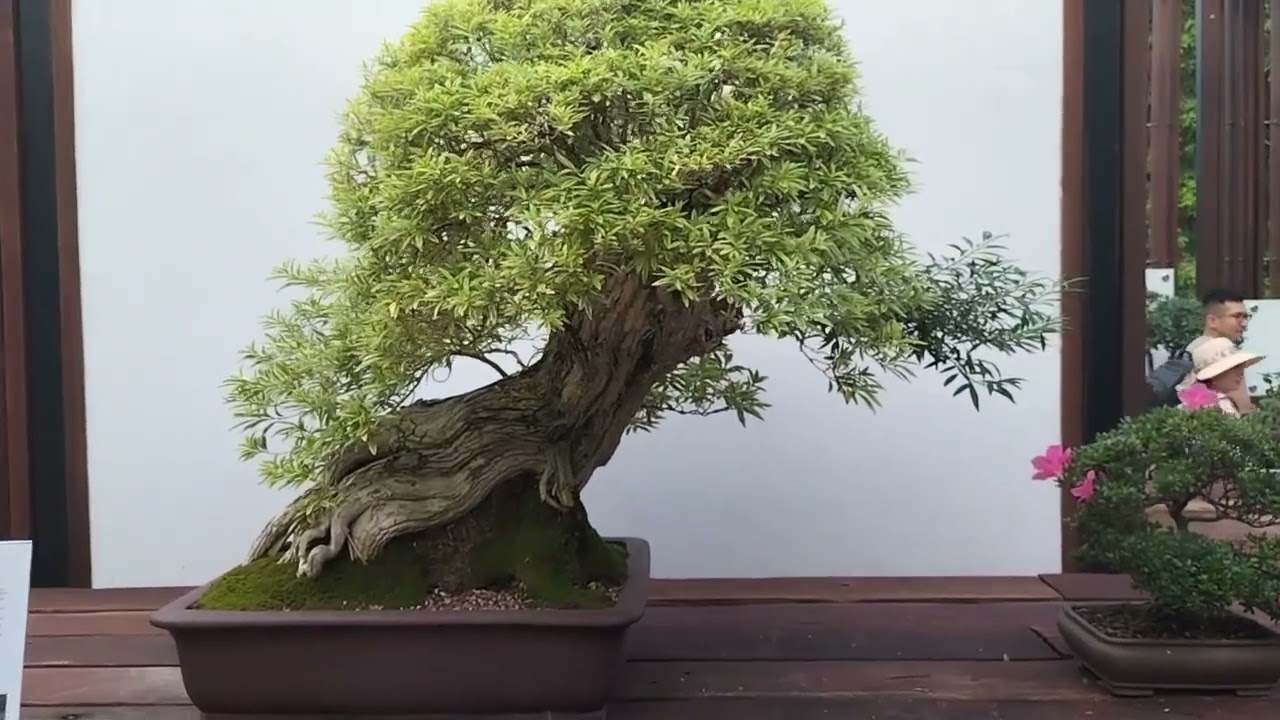 Brisbane Botanic Garden