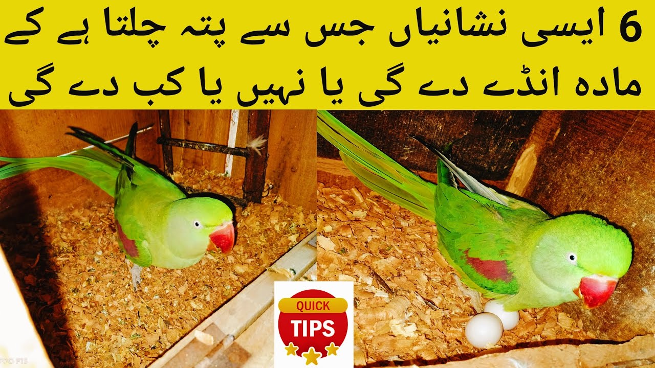 Raw Parrots Eggs Lying Time.Alexandrine  Parrots Ring Neck Parrots Eggs Lying Time.