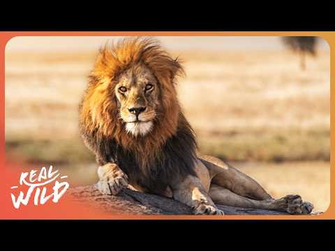 LIONS AND CHEETAHS: KINGS OF AFRICA'S NATIONAL PARKS