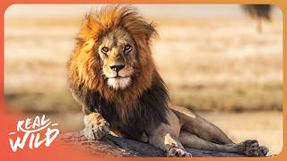 LIONS AND CHEETAHS: KINGS OF AFRICA'S NATIONAL PARKS