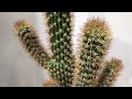 Plantsrus wuzzy 36 inch artificial fuzzy cactus potted plant