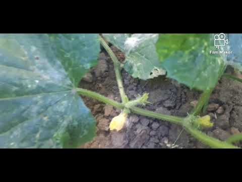 Видео: Най-студоустойчивите сортове краставици