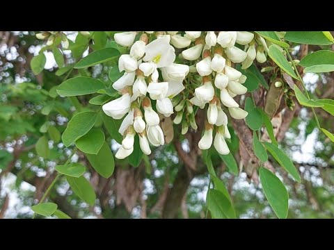 Белая акация в Белгородском районе.