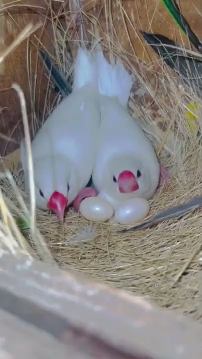 White Java Breeding | breeding progress | Java | #java #breeder #pair #chicks #parrot