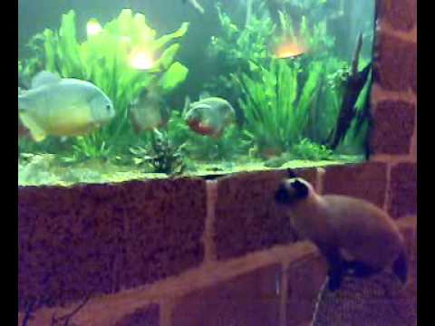Video: Betta mangerà il pesce gatto?