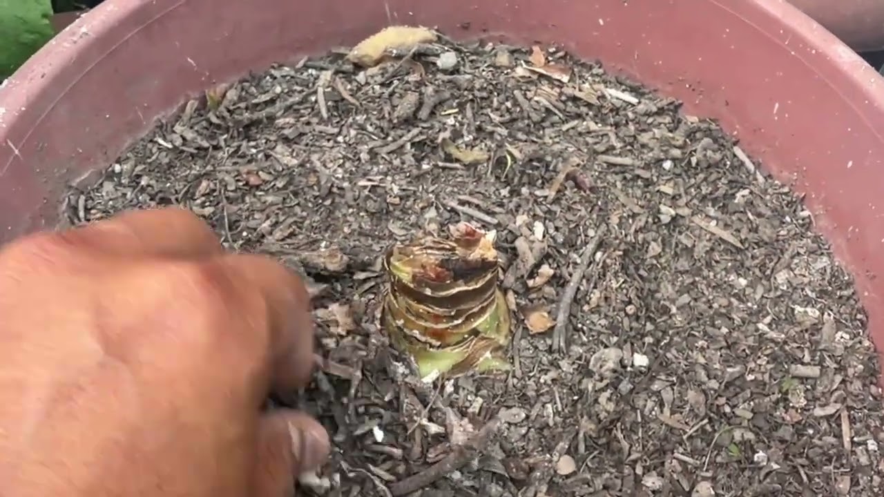 Reproducción de amarillis... un mes despues de los esquejes   15022026