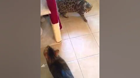 Watch the video about Zahavah, my f1 Asian leopard cat pawing and hugging me