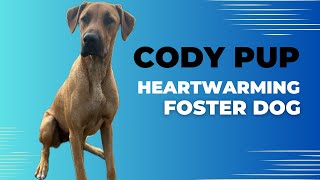 Will Foster DOG Cody Find His Happy Ever After