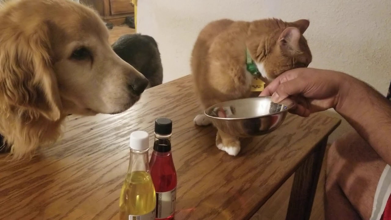cat food for finicky cats cat food for finicky cats