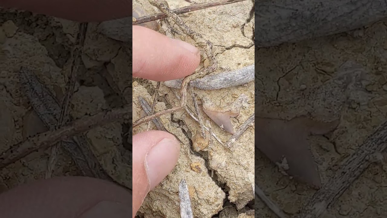 Collecting shark teeth in North Texas