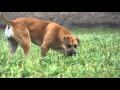 Bo documentaire over een boerboel teef