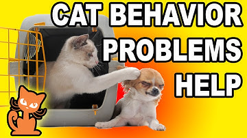 Cat Behavior Problems: What to do with issues like cat aggression and more