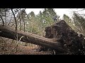 The BIGGEST TREE I've Ever Cut / 150 Years Old Spruce / Future Log Cabin Lumber