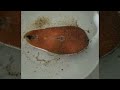 Cured salmon bruscheta