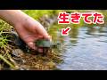 カラカラになった生物を助けた結果…