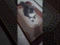 my cat namaz padhte hue #like #subscribe my channel for my cat
