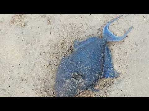 Отдых в ОАЭ. Fujairah Rotana Resort & Spa. Фуджайра. Отель Ротана. Часть 9. Рыбки плавают у берега