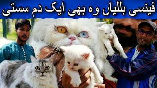 Saddar cats billi market March 5, 2023 |Saddar cats and dogs market|Karachi cats market |Urdu/hindi
