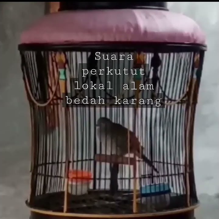 suara perkutut lokal alam bedah karang #shortvideo