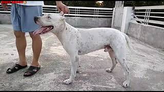 Dogo argentino puppies for sale