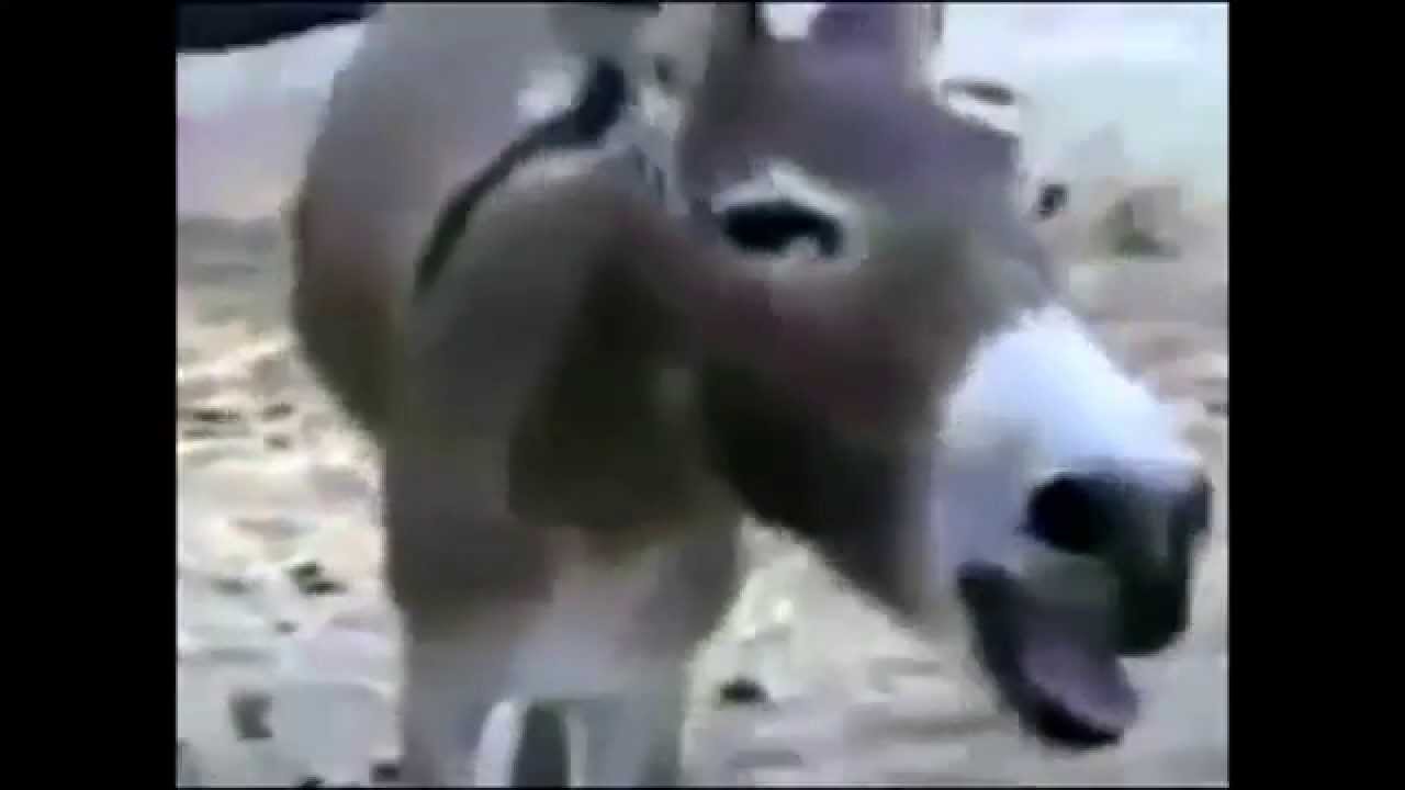 burro - YouTube.