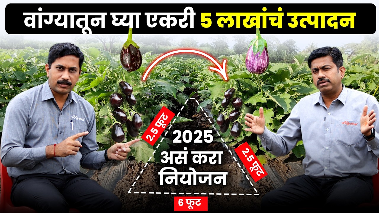 Brinjal Farming | हंगामानुसार वाण, वांगी लागवड पद्धती व रोग नियंत्रण | Brinjal Farming Success Tips