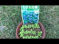 ワスレナグサの種をまき１ヶ月後にポット植えをしました