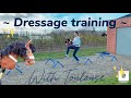 Dressage training with toulouse 