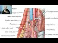 Anatomy of head and neck module in Arabic 68 (Scalene muscles, part 2) , Dr. Wahdan