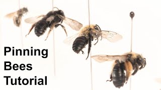 Pinning Bees Tutorial