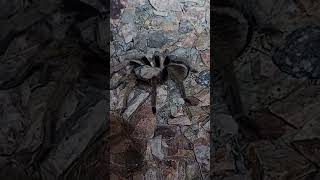 Wolf spider and tarantula size comparison.