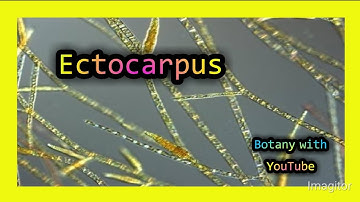 Ectocarpus |