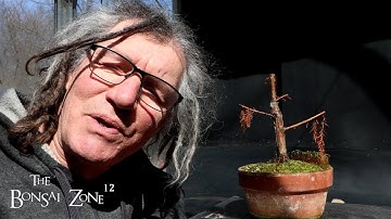 Repotting My Bald Cypress, The Bonsai Zone, March 2025