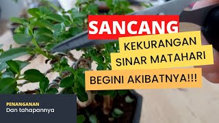 Akibat kekurangan sinar matahari pada sancang