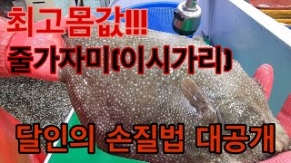 [최고 몸값 줄가자미(이시가리,사메가레이)회 손질의 정석 1편] 아무도 가르쳐 주지 않는 손질법 처음부터 끝까지 공개합니다. How to fillet Roughscale sole