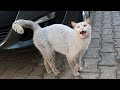 Dirty white cat meowing so cute only for love